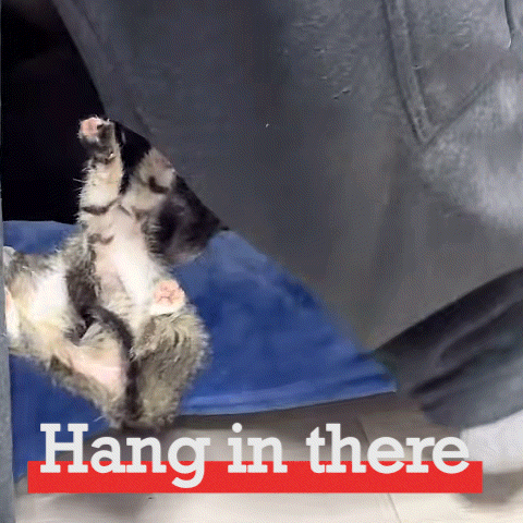 A Kitten Is Hanging Upside Down With The Words Hang In There Below It GIF