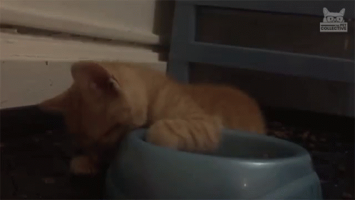 A Kitten Is Laying In A Blue Bowl Of Food On The Floor . GIF