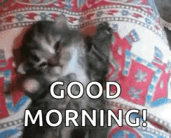 a kitten is laying on a bed and saying good morning .