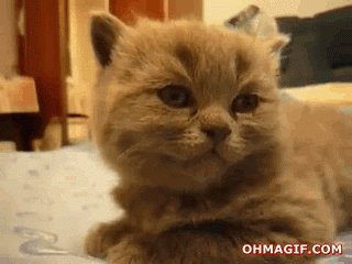 A Kitten Is Laying On A Bed And The Website Ohmagif.com Is Displayed Below It GIF