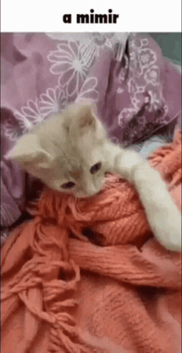 A Kitten Is Laying On A Bed With A Blanket And A Pillow . GIF