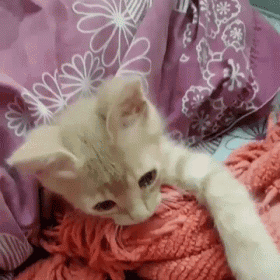 A Kitten Is Laying On A Bed With A Pink Blanket And A Pink Pillow . GIF
