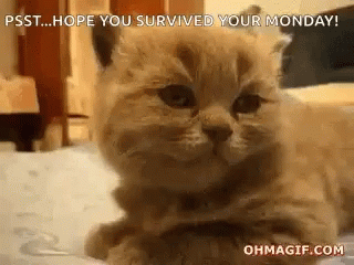 A Kitten Is Laying On A Bed With The Words `` Hope You Survived Your Monday '' Written Above It . GIF