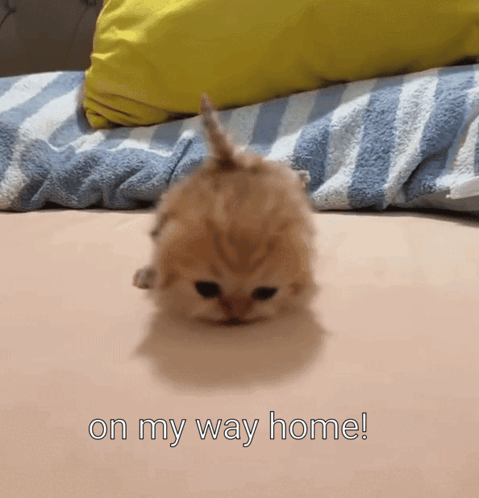 A Kitten Is Laying On A Bed With The Words On My Way Home Written Below It GIF