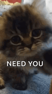 A Kitten Is Laying On A Blanket With The Words `` Need You '' Written On The Bottom . GIF