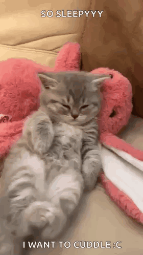 A Kitten Is Laying On A Couch Next To A Stuffed Animal And A Blanket . GIF