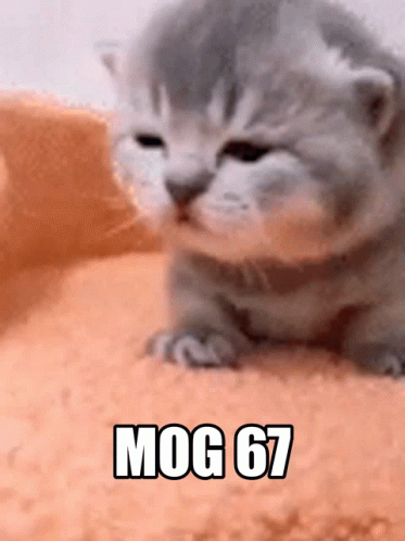 a kitten is laying on a pile of sand with the words mog 67 written on it