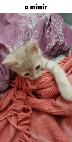 A Kitten Is Laying On A Pink Blanket On A Bed With A Caption That Says A Mimir GIF
