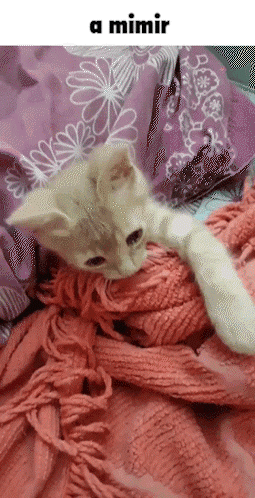 A Kitten Is Laying On A Pink Blanket With The Words A Mimir Below It GIF