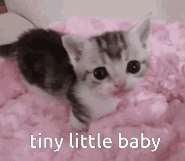 A Kitten Is Laying On A Pink Blanket With The Words `` Tiny Little Baby '' Written Below It . GIF