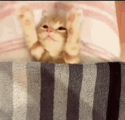A Kitten Is Laying On A Striped Blanket With Its Paws Outstretched . GIF