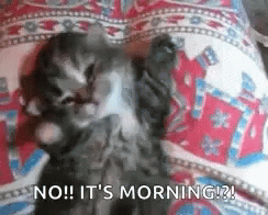A Kitten Is Laying On Its Back On A Bed And Says `` No ! It 'S Morning ! '' GIF
