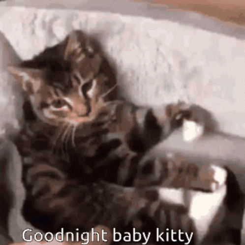 A Kitten Is Laying On Its Back On A Bed With The Words `` Goodnight Baby Kitty '' Written Above It . GIF