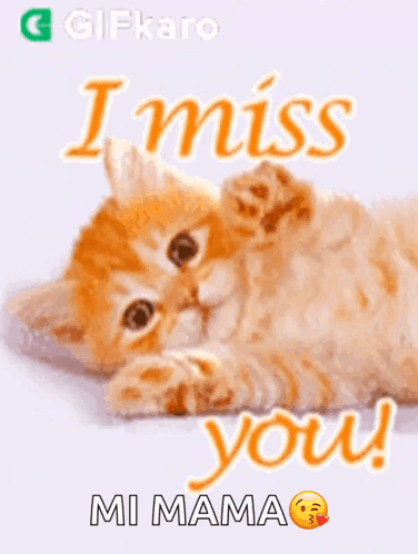 A Kitten Is Laying On Its Back With The Words `` I Miss You '' Written Above It . GIF