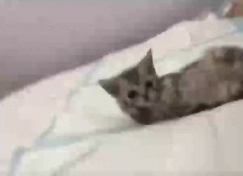 A Kitten Is Laying On Top Of A Bed With A White Blanket . GIF