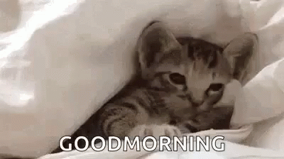 A Kitten Is Laying Under A Blanket On A Bed And Says `` Good Morning '' . GIF