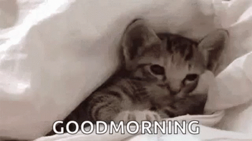 A Kitten Is Laying Under A Blanket With The Words `` Good Morning '' Written On It . GIF