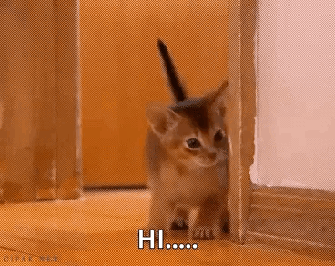 A Kitten Is Peeking Out From Behind A Door And Says Hi . GIF
