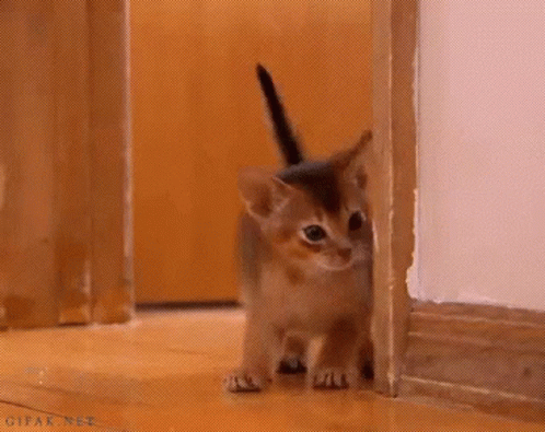A Kitten Is Peeking Out From Behind A Doorway GIF