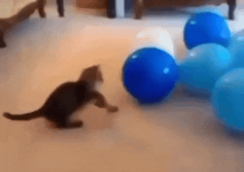 A Kitten Is Playing With Balloons On The Floor GIF
