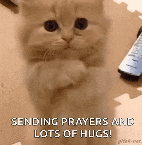 A Kitten Is Praying And Sending Prayers And Lots Of Hugs ! GIF