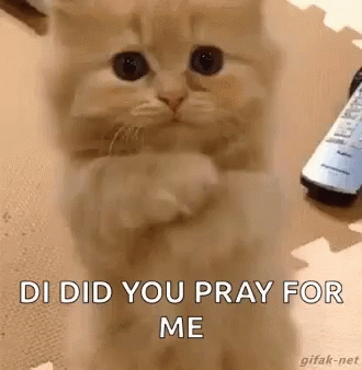 A Kitten Is Praying For Me While Sitting On The Floor . GIF
