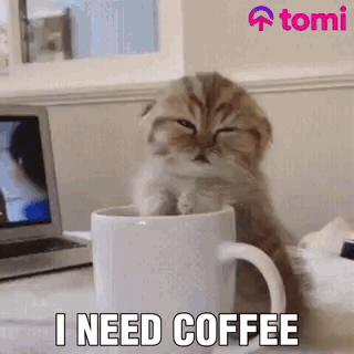 A Kitten Is Sitting In A Cup Of Coffee . GIF