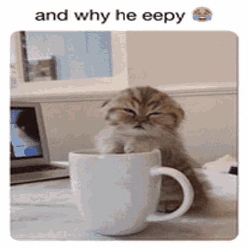 A Kitten Is Sitting In A Cup With The Caption " And Why He Eepy " Above It GIF