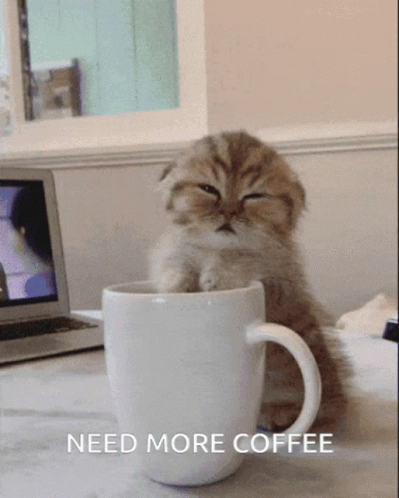A Kitten Is Sitting In A White Cup With The Words Need More Coffee Written Below It GIF