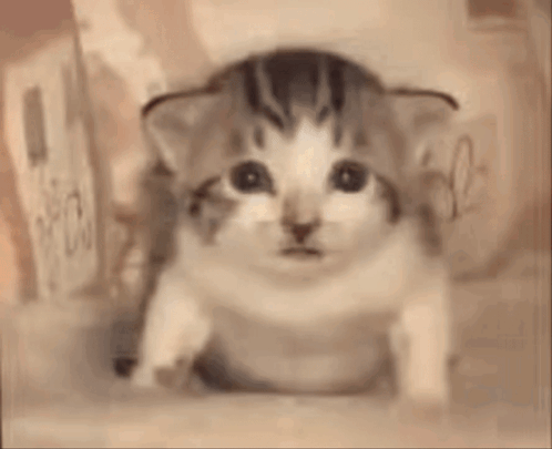 A Kitten Is Sitting In Front Of A Candle That Is On Fire . GIF