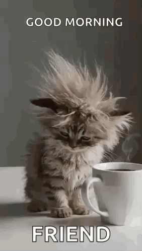 A Kitten Is Sitting Next To A Cup Of Coffee . GIF