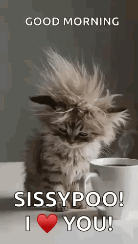 a kitten is sitting next to a cup of coffee and saying `` good morning sissypoo ! i love you ! ''