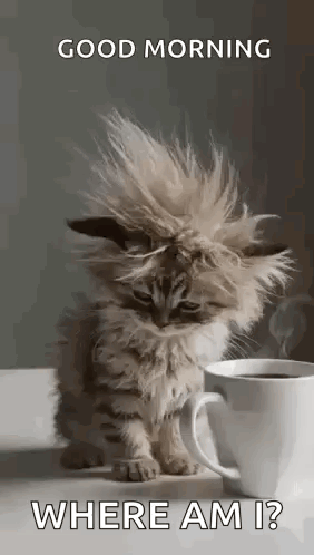 a kitten is sitting next to a cup of coffee on a table .