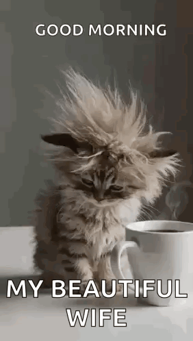 A Kitten Is Sitting Next To A Cup Of Coffee On A Table . GIF