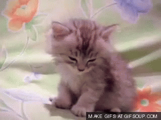 A Kitten Is Sitting On A Bed With Flowers In The Background And The Words Make Gifs At Gifsoup.com Are Below It GIF
