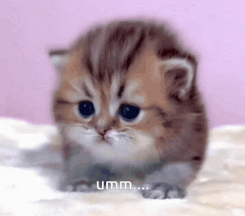 A Kitten Is Sitting On A Bed With The Word Umm Written Below It GIF