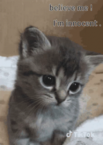 A Kitten Is Sitting On A Bed With The Words Believe Me I 'M Innocent Above It GIF