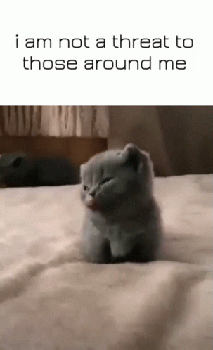 A Kitten Is Sitting On A Bed With The Words " I Am Not A Threat To Those Around Me " GIF