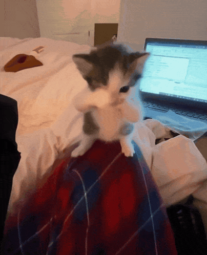 A Kitten Is Sitting On A Blanket Next To A Laptop GIF
