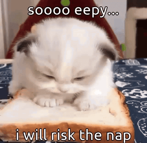A Kitten Is Sitting On A Piece Of Bread With A Caption That Says " I Will Risk The Nap " GIF