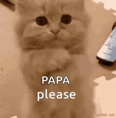 A Kitten Is Sitting On A Table With A Cell Phone In The Background And Says `` Papa Please '' . GIF