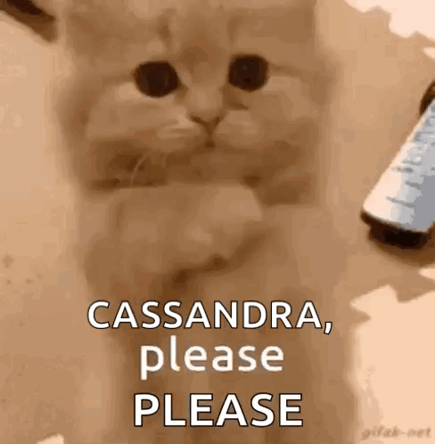 A Kitten Is Sitting On A Table With A Remote Control In The Background . GIF