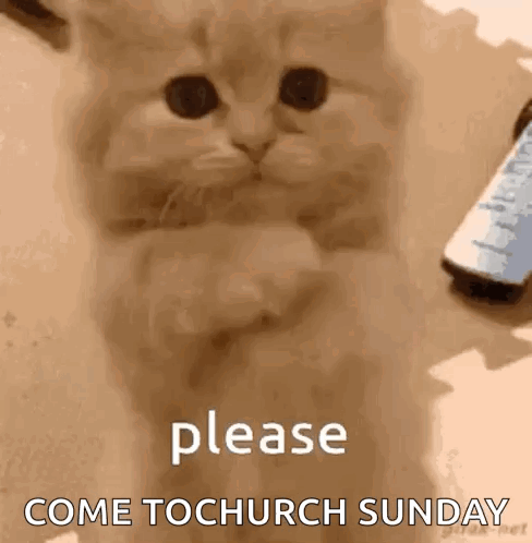 A Kitten Is Sitting On A Table With Its Paws Crossed And A Remote Control In The Background . GIF