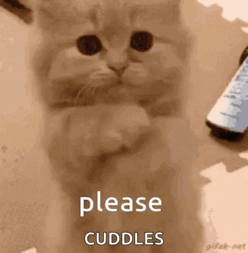 A Kitten Is Sitting On A Table With Its Paws Crossed And A Remote Control In The Background . GIF