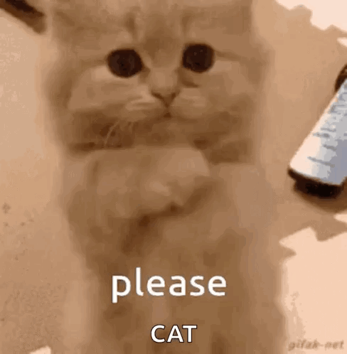 A Kitten Is Sitting On A Table With Its Paws Crossed And A Remote Control In The Background . GIF
