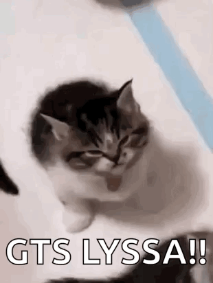 Kitten Sitting On White Surface Gts Lyssa GIF