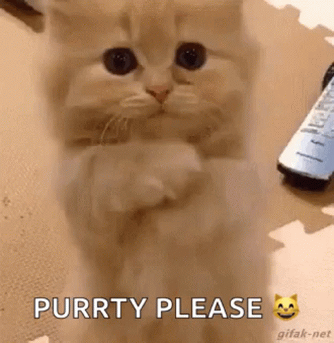 A Kitten Is Sitting On Its Hind Legs And Asking For Something . GIF