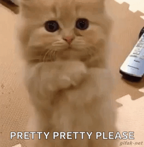 A Kitten Is Sitting On Its Hind Legs With Its Paws Crossed And Looking At The Camera . GIF