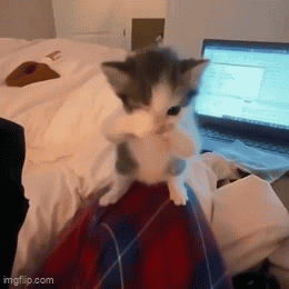 A Kitten Is Sitting On Someone 'S Lap In Front Of A Laptop Computer GIF