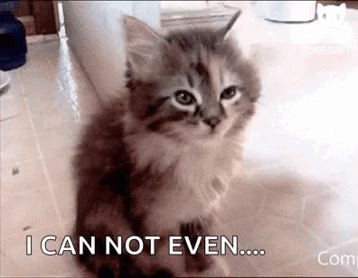 A Kitten Is Sitting On The Floor And Says `` I Can Not Even ... '' . GIF